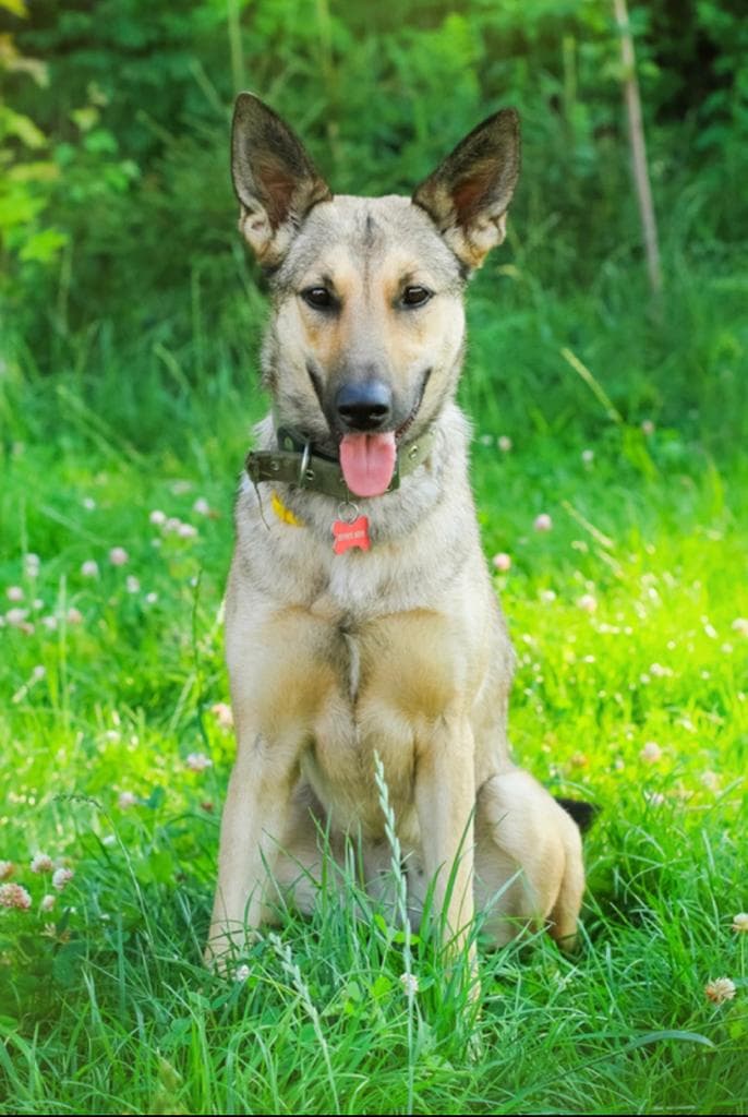 Лиза