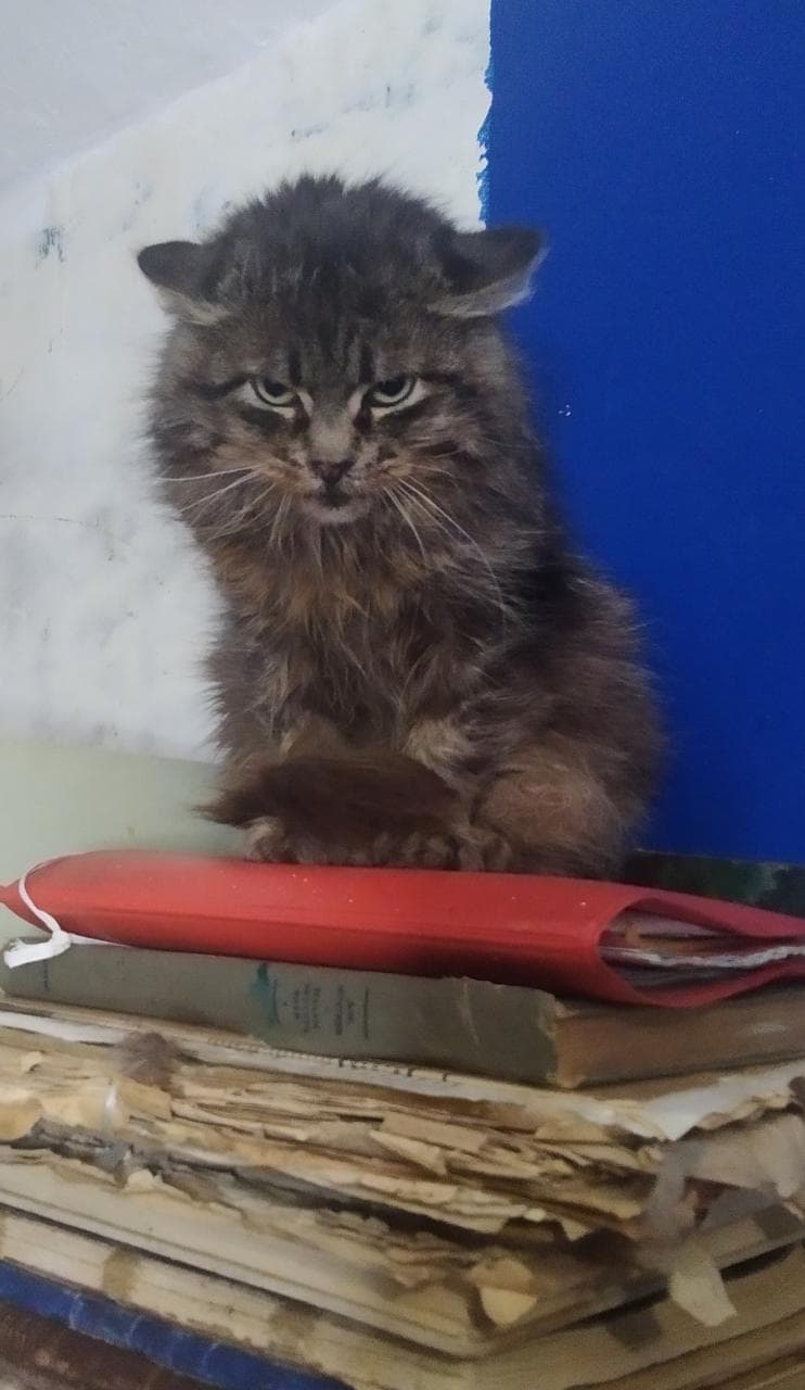 Честер