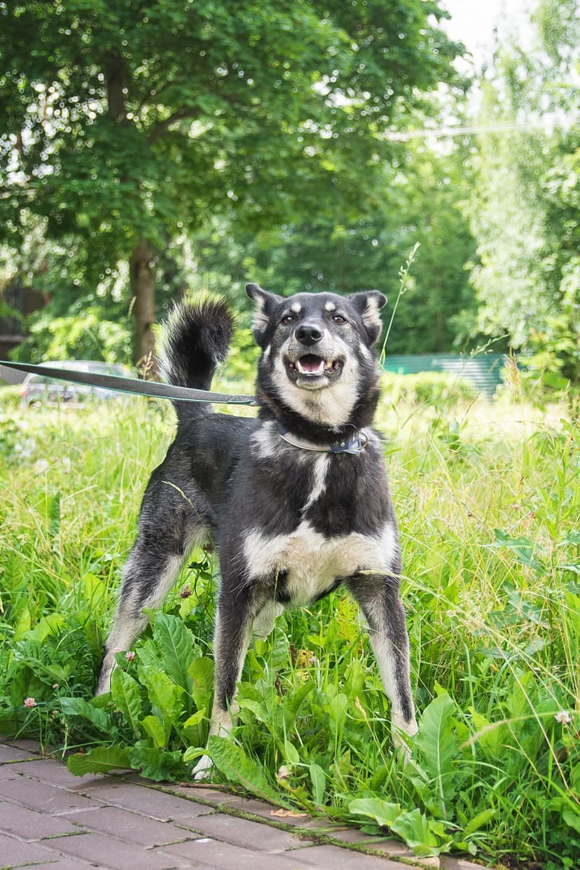 Лана