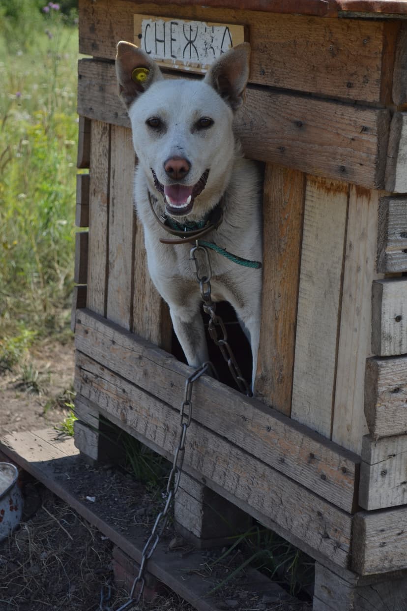 Снежка