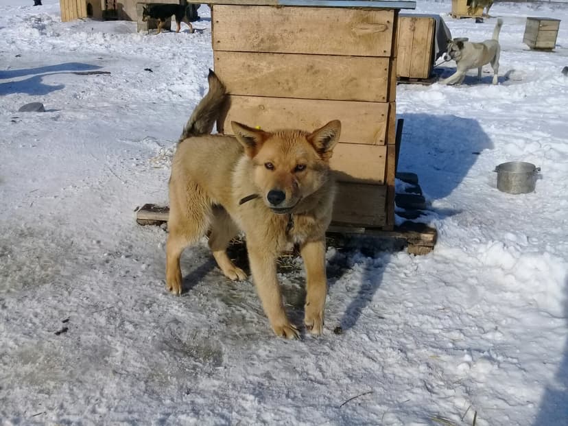 Санта