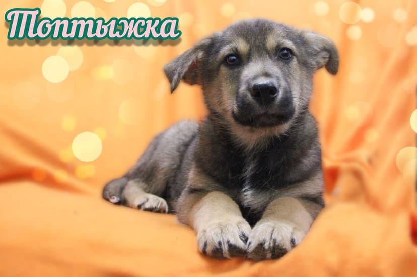 Топтыжка