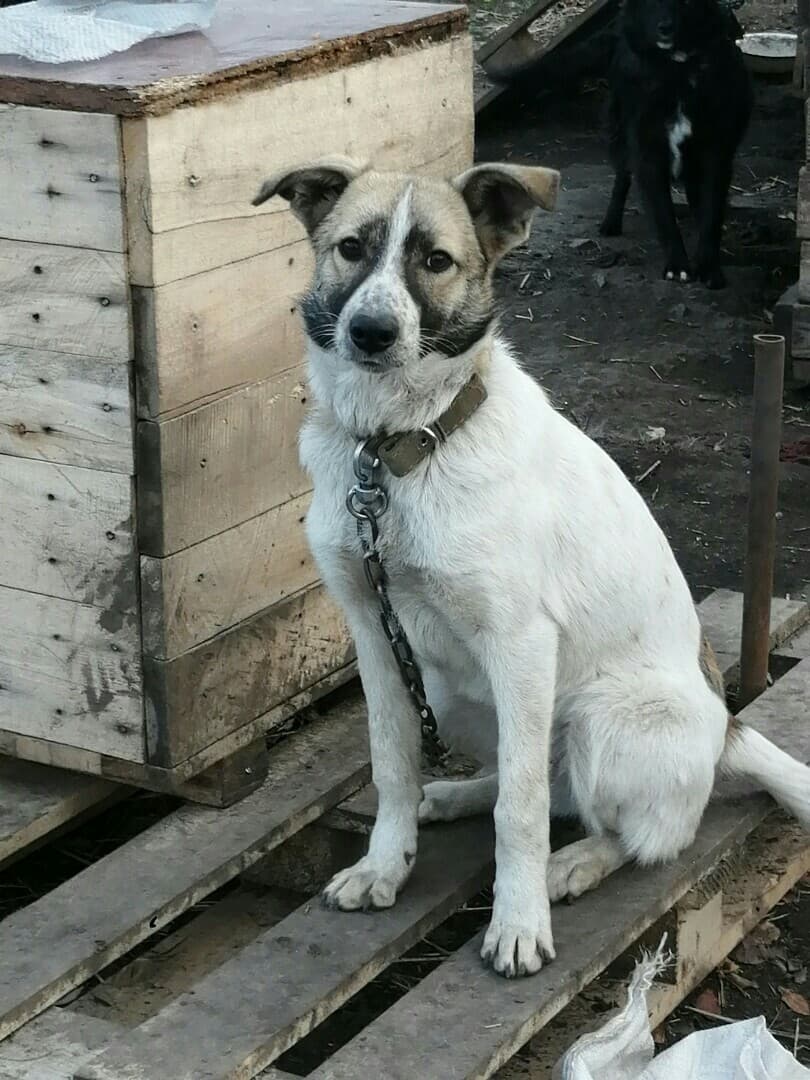 Молли