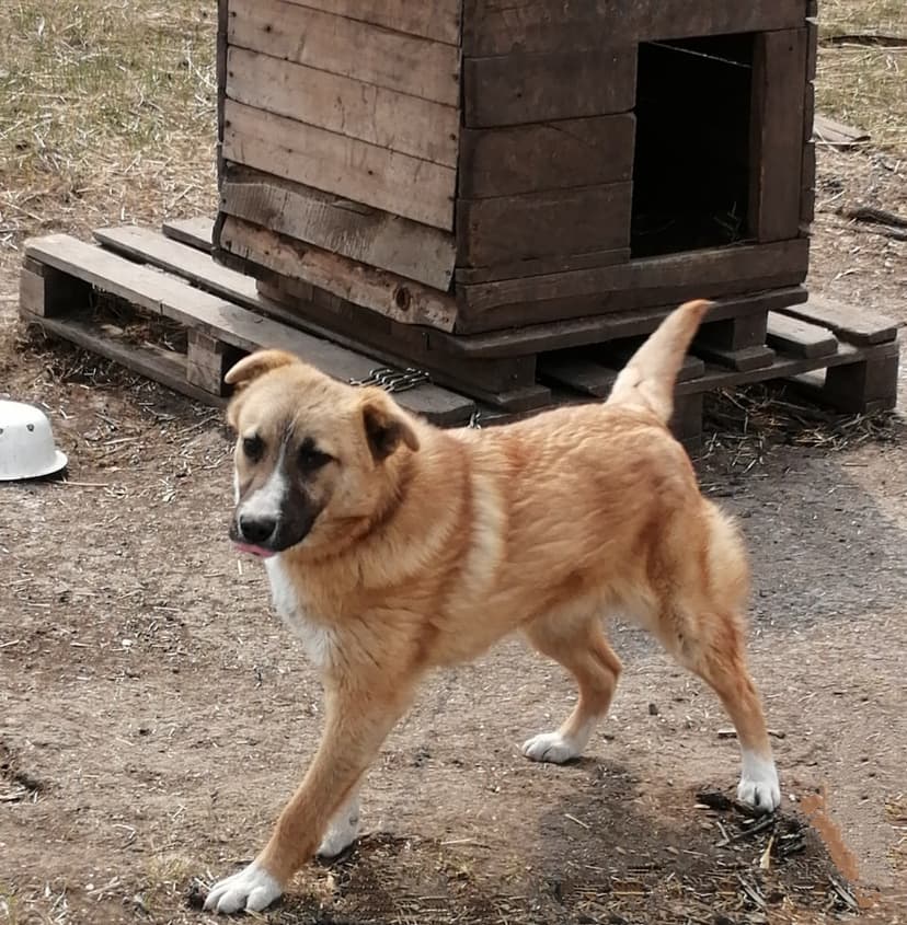 Вест