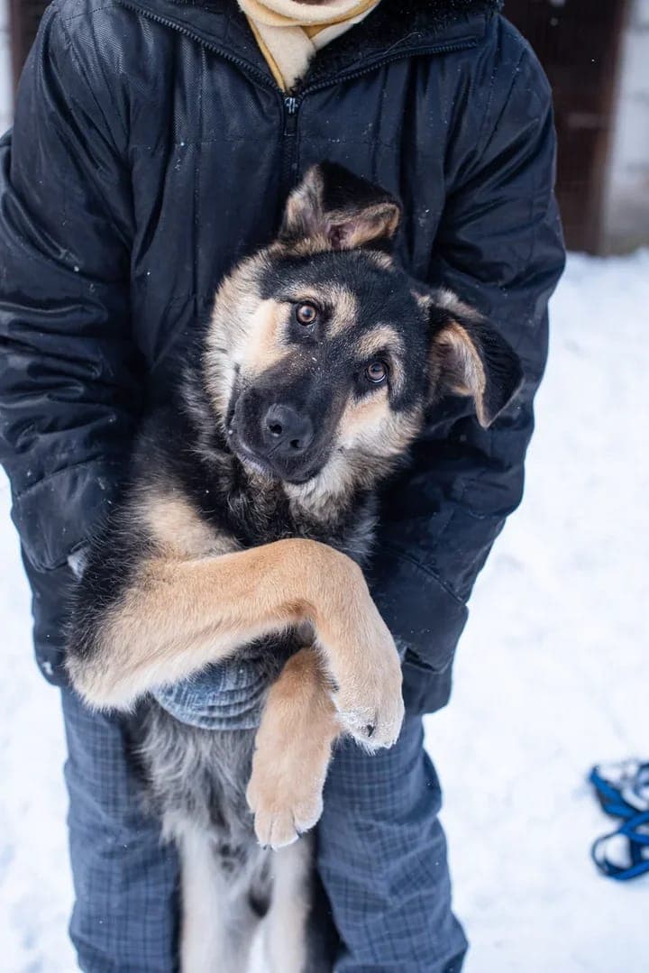 Арчи