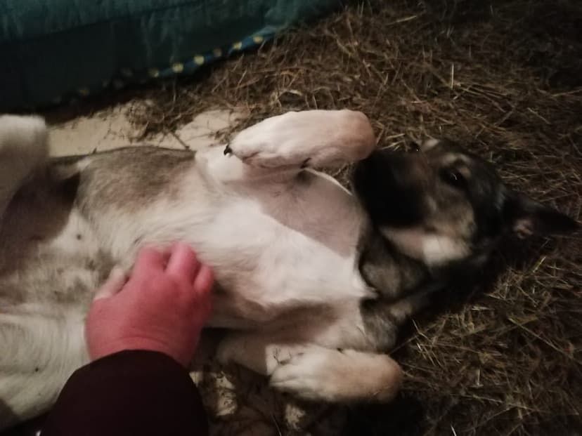 Вульфи