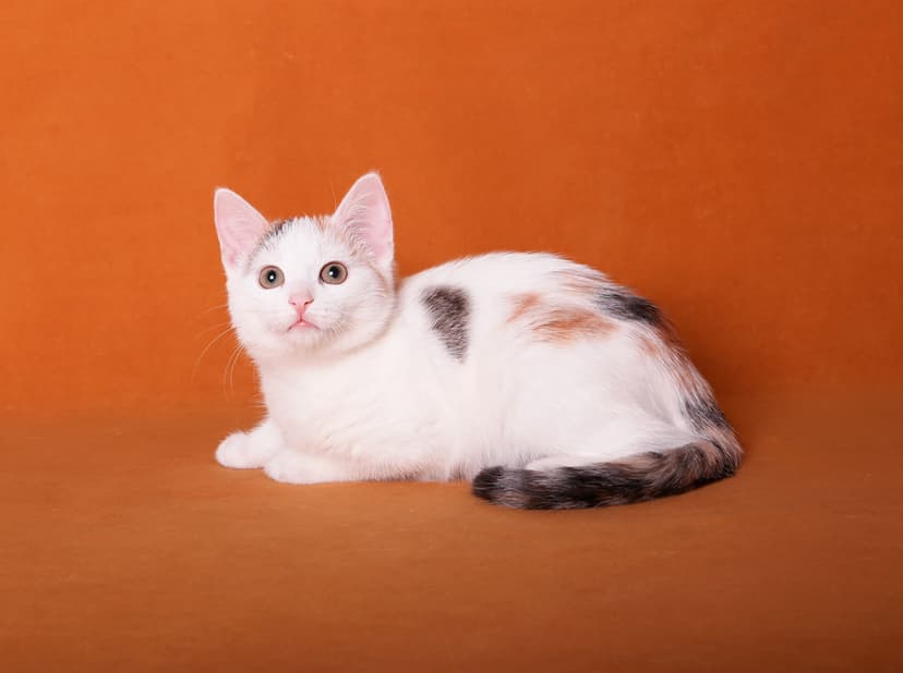 Лютик