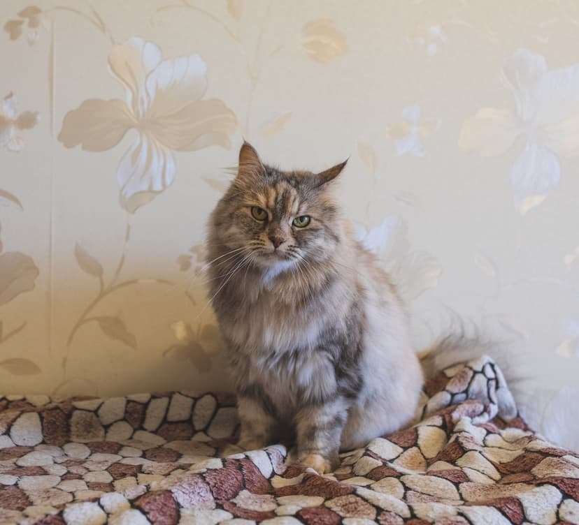 Пайпер
