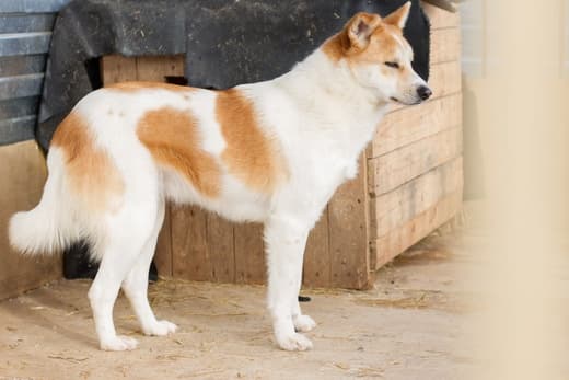 Лучик