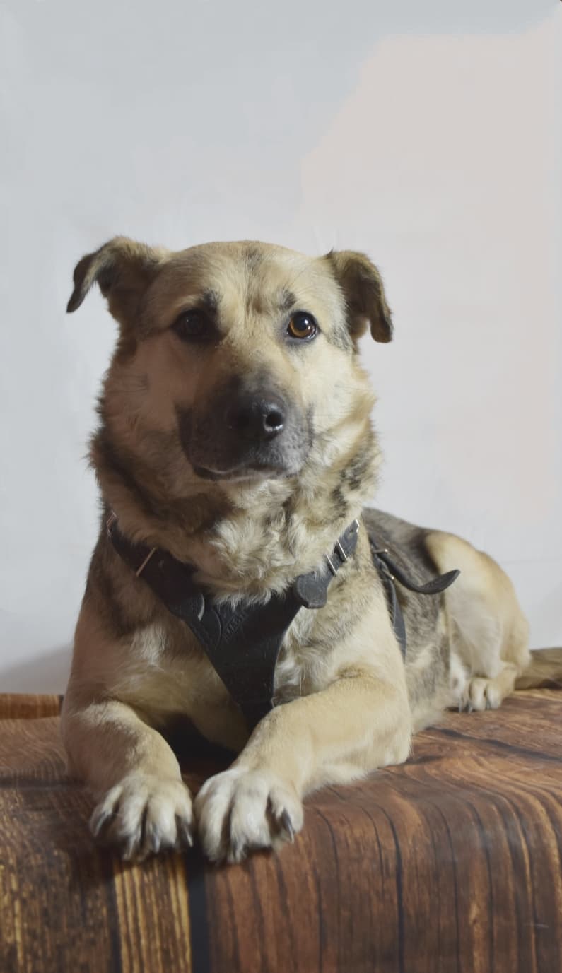 Сканди