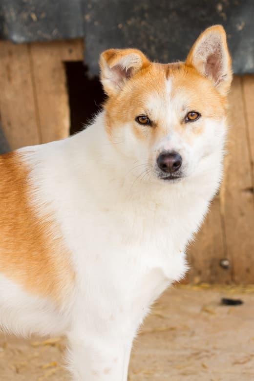 Лучик