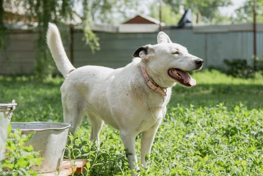 Лакки