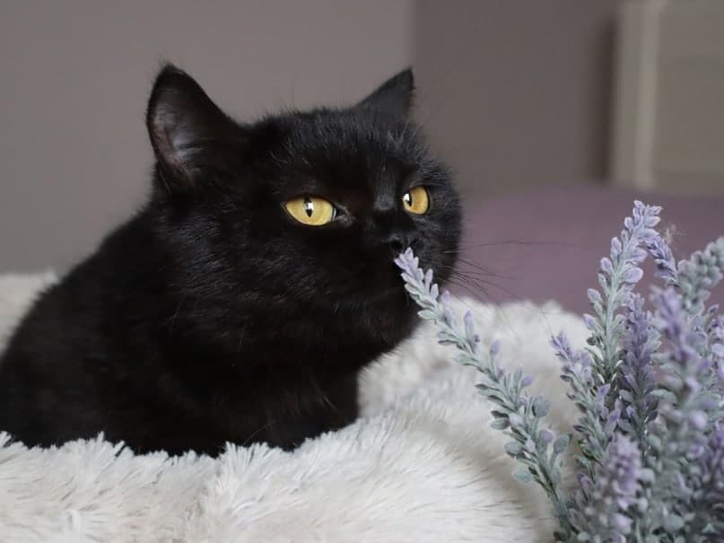 Клякса