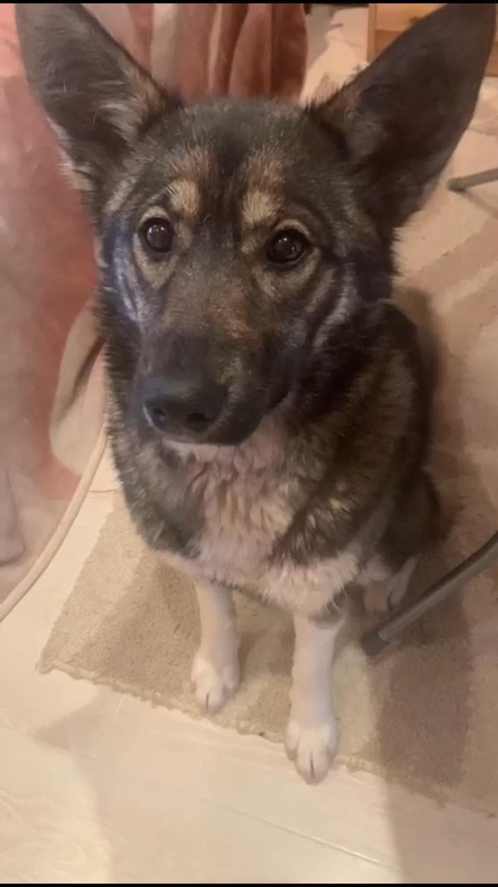 Боня