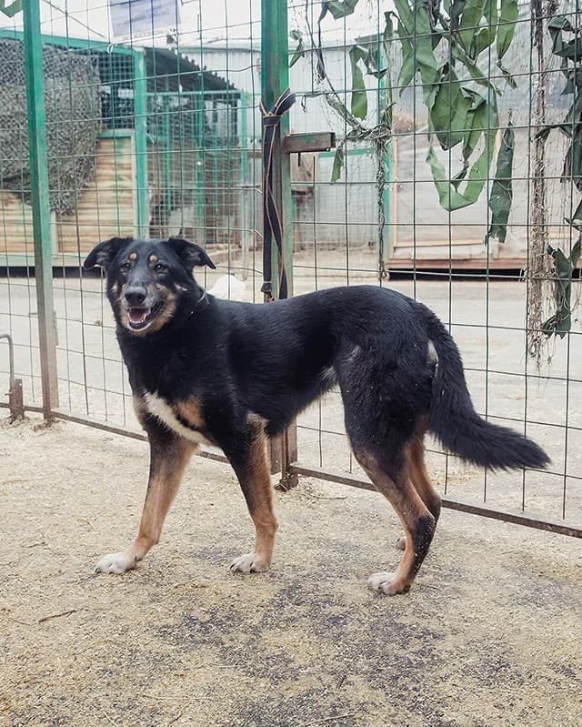 Агата