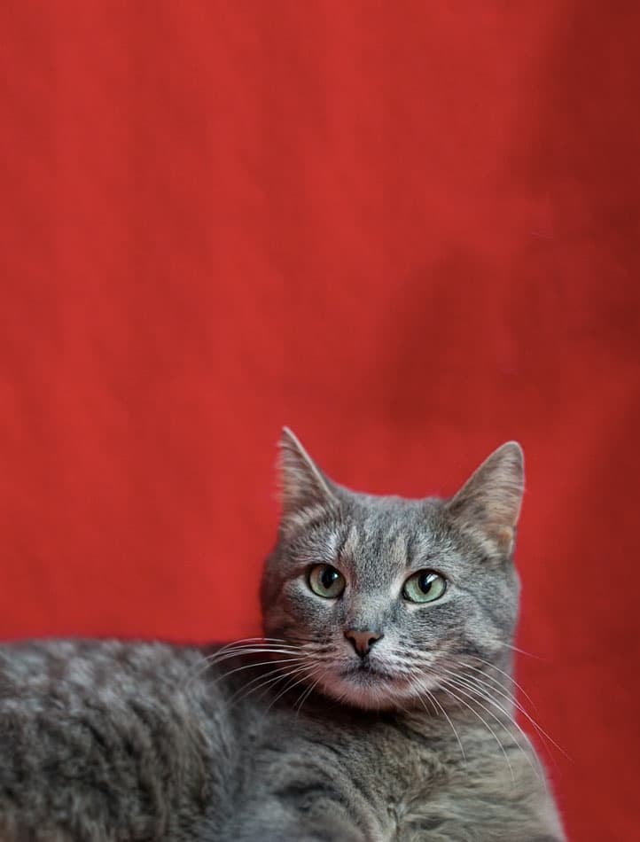 КАТАЛИНА