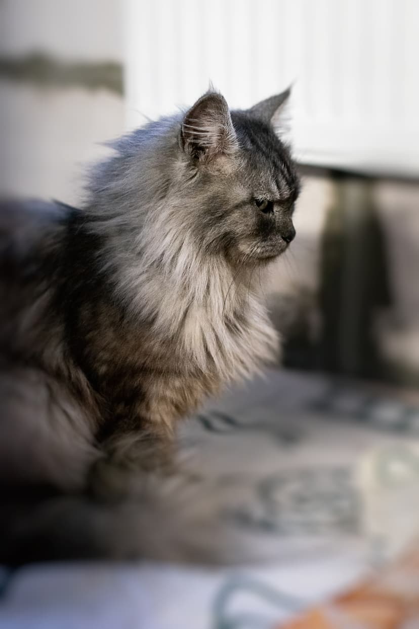ЛОРД