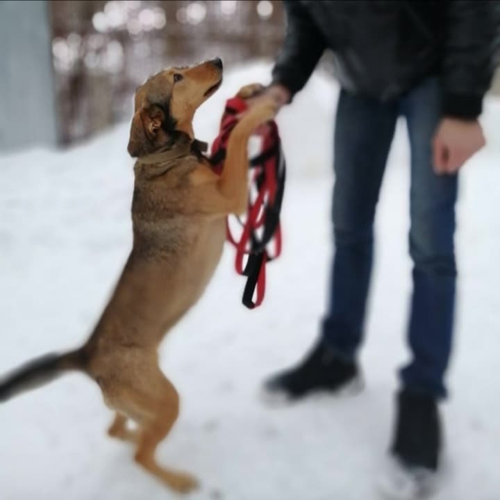 Луша
