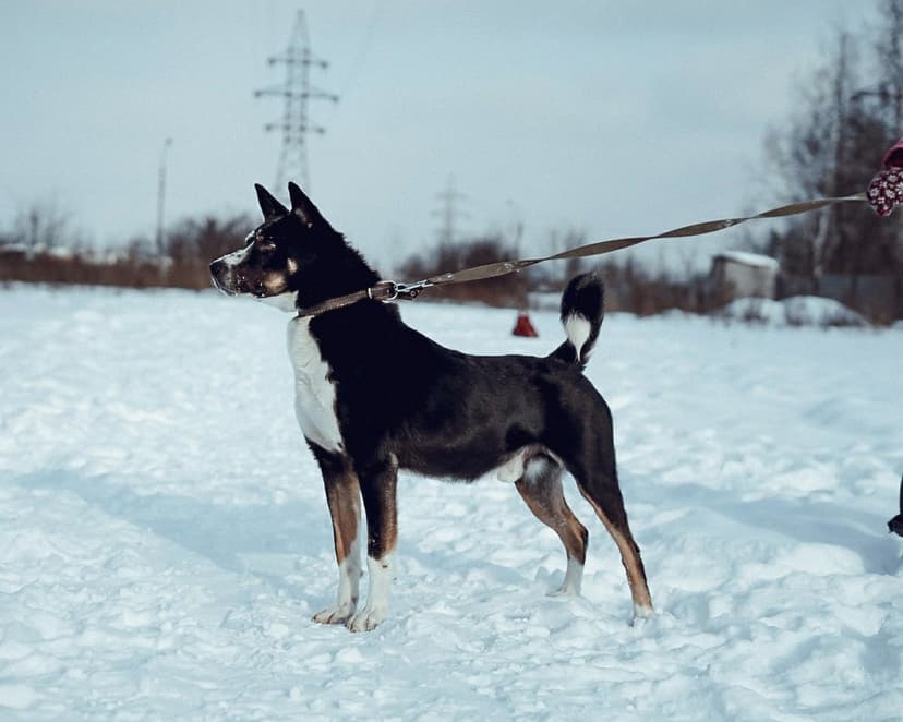 Ларс