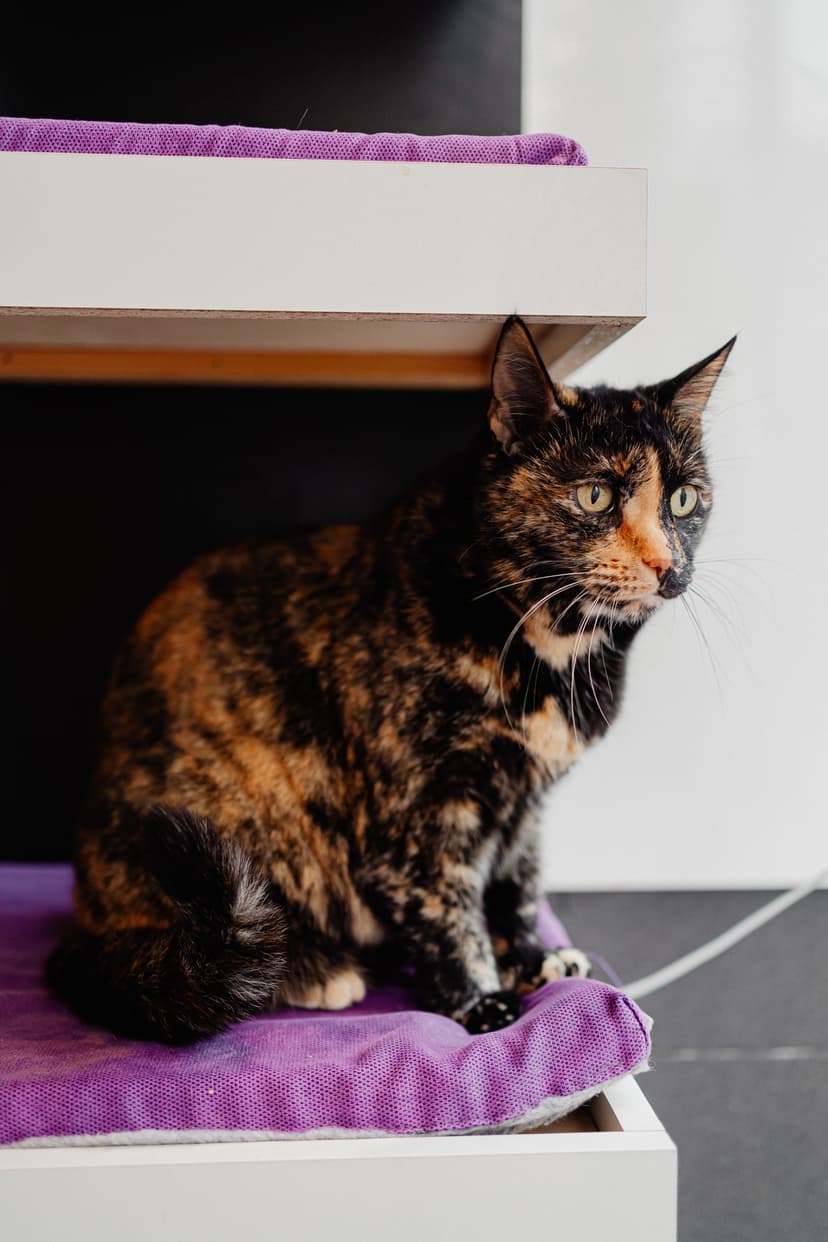 Корица