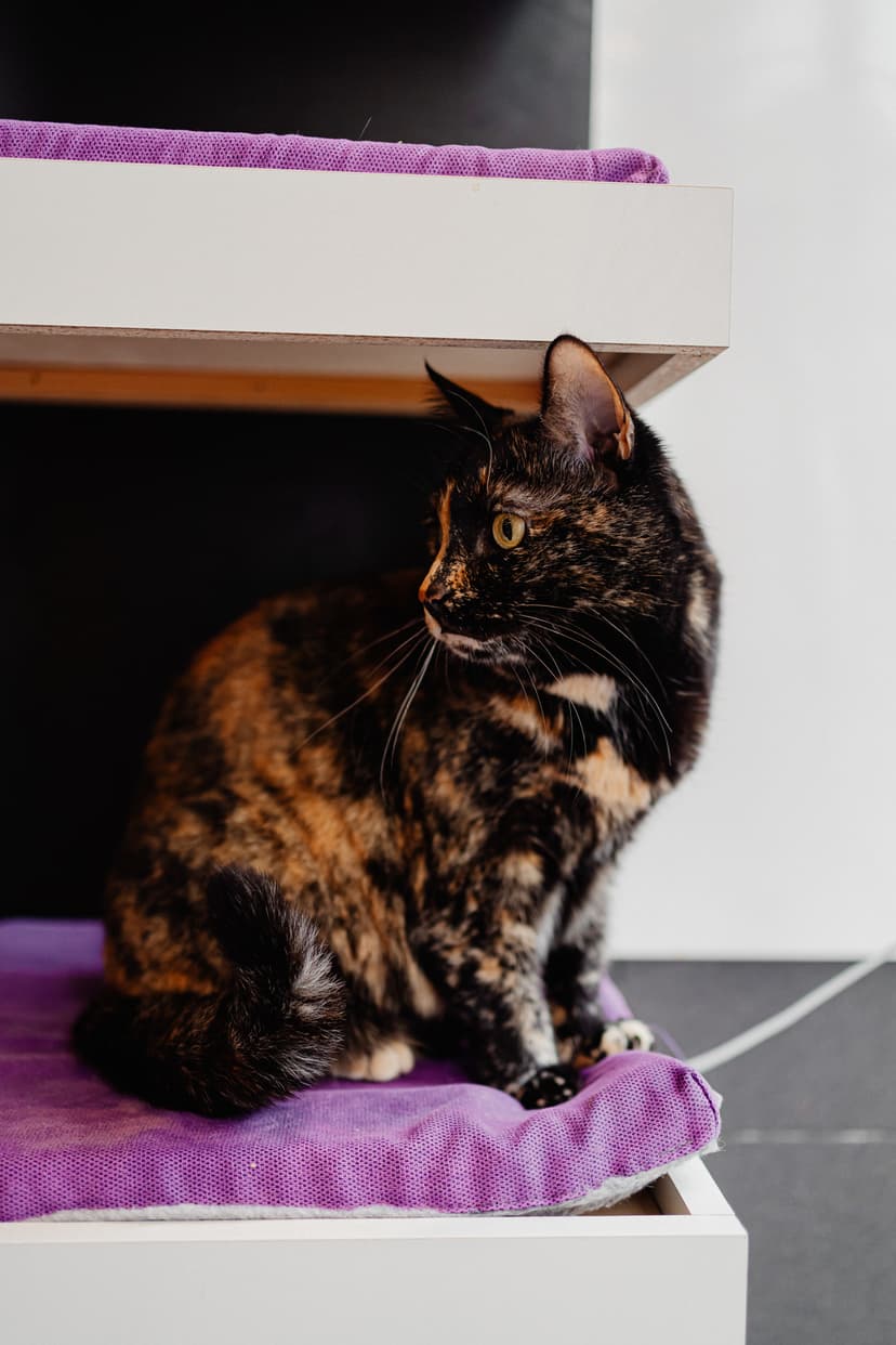 Корица