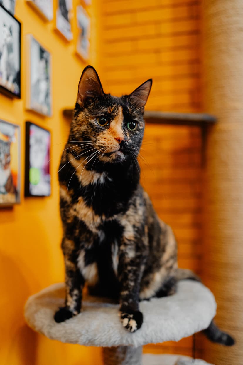 Корица