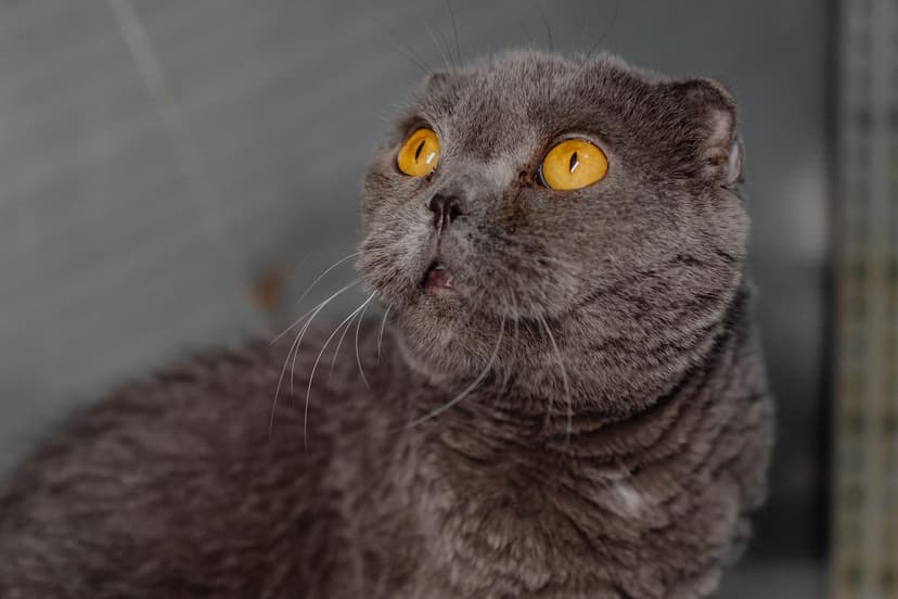 Сонечка