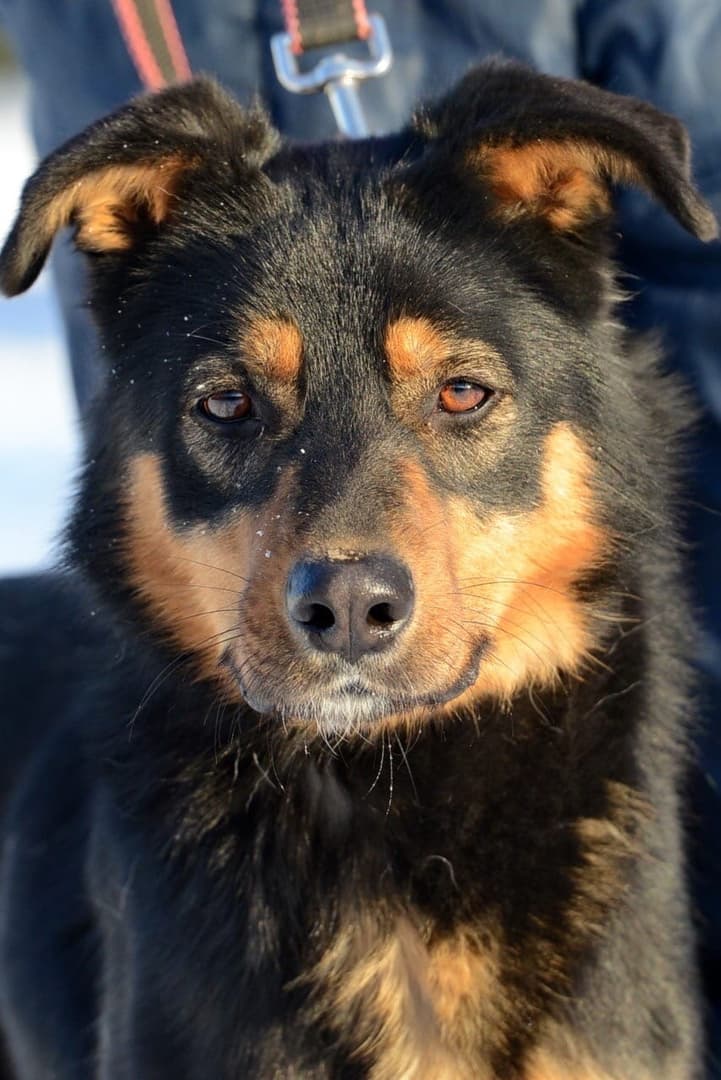 Мейсон