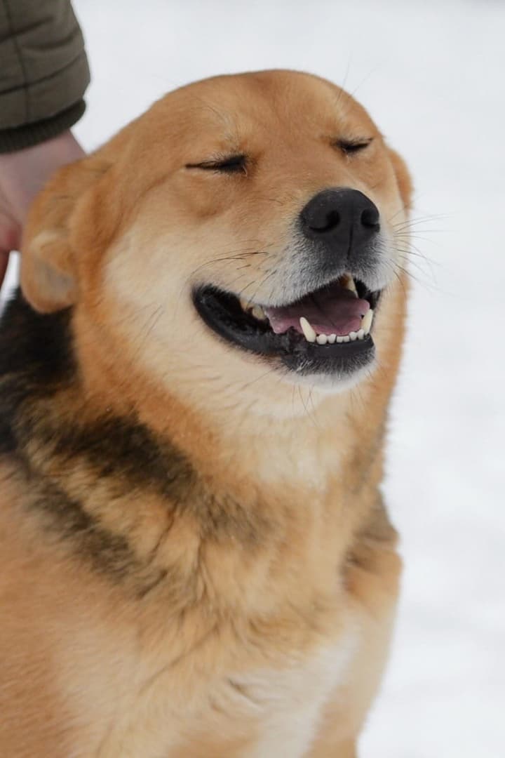 Ника
