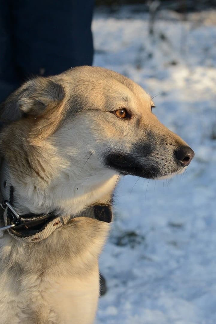 Туся