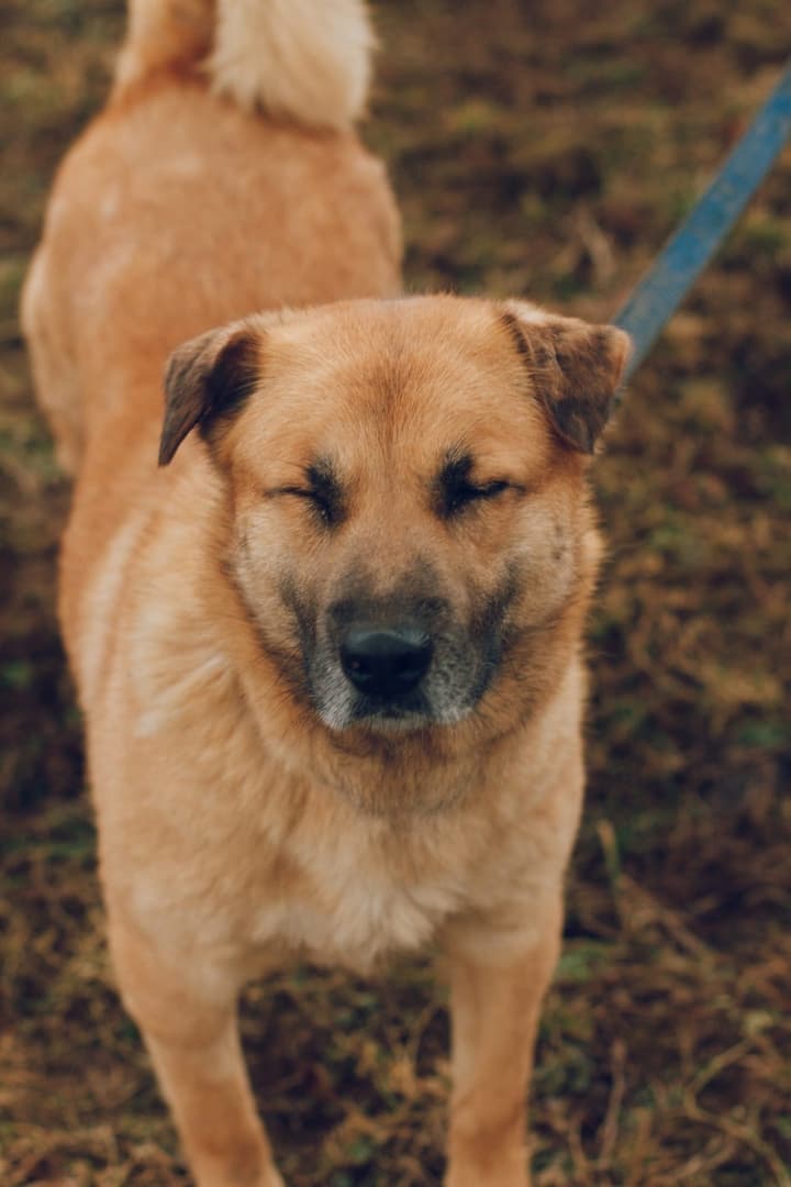 Лея