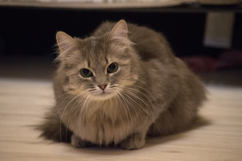 Мася