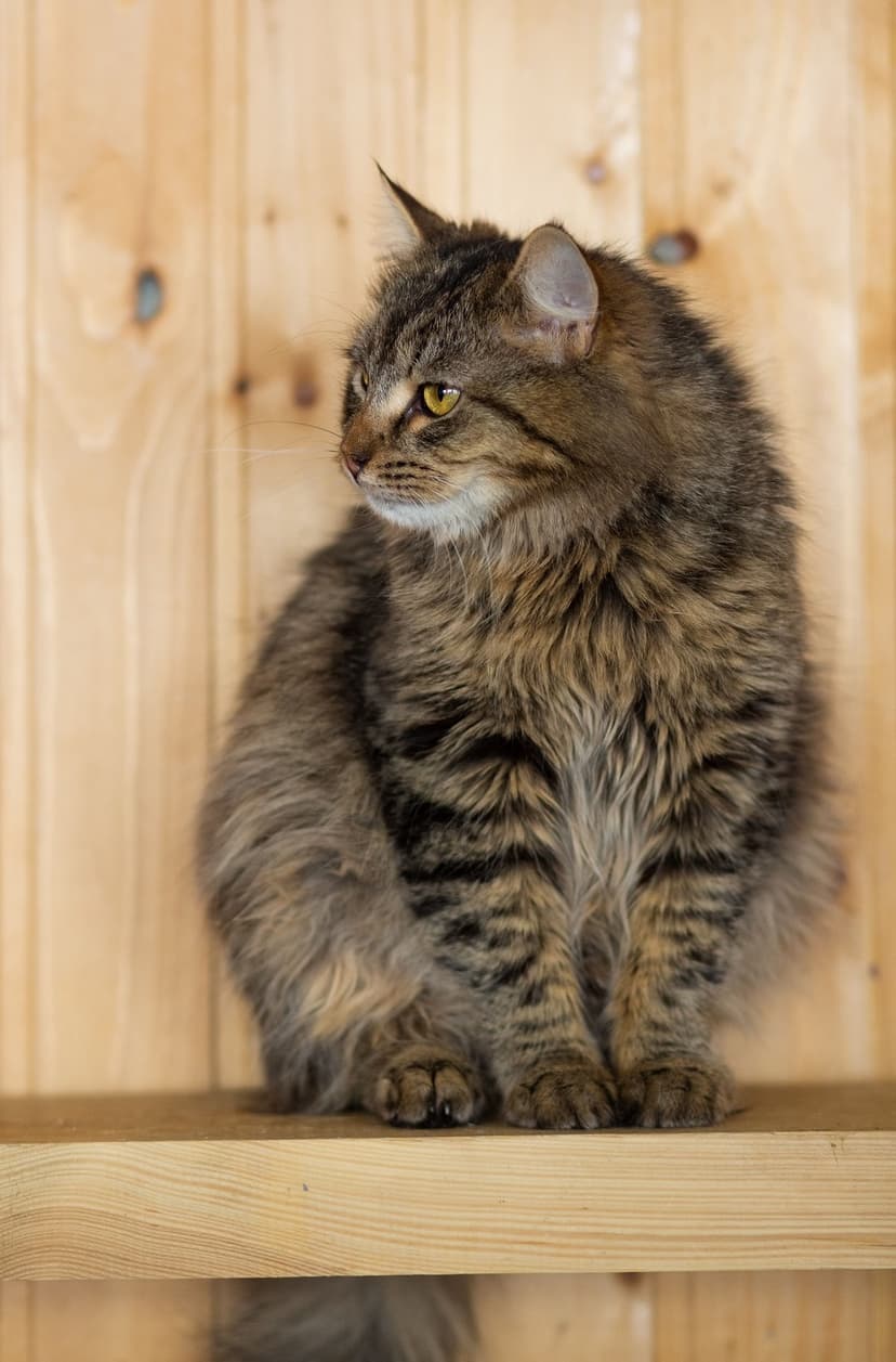 Рик