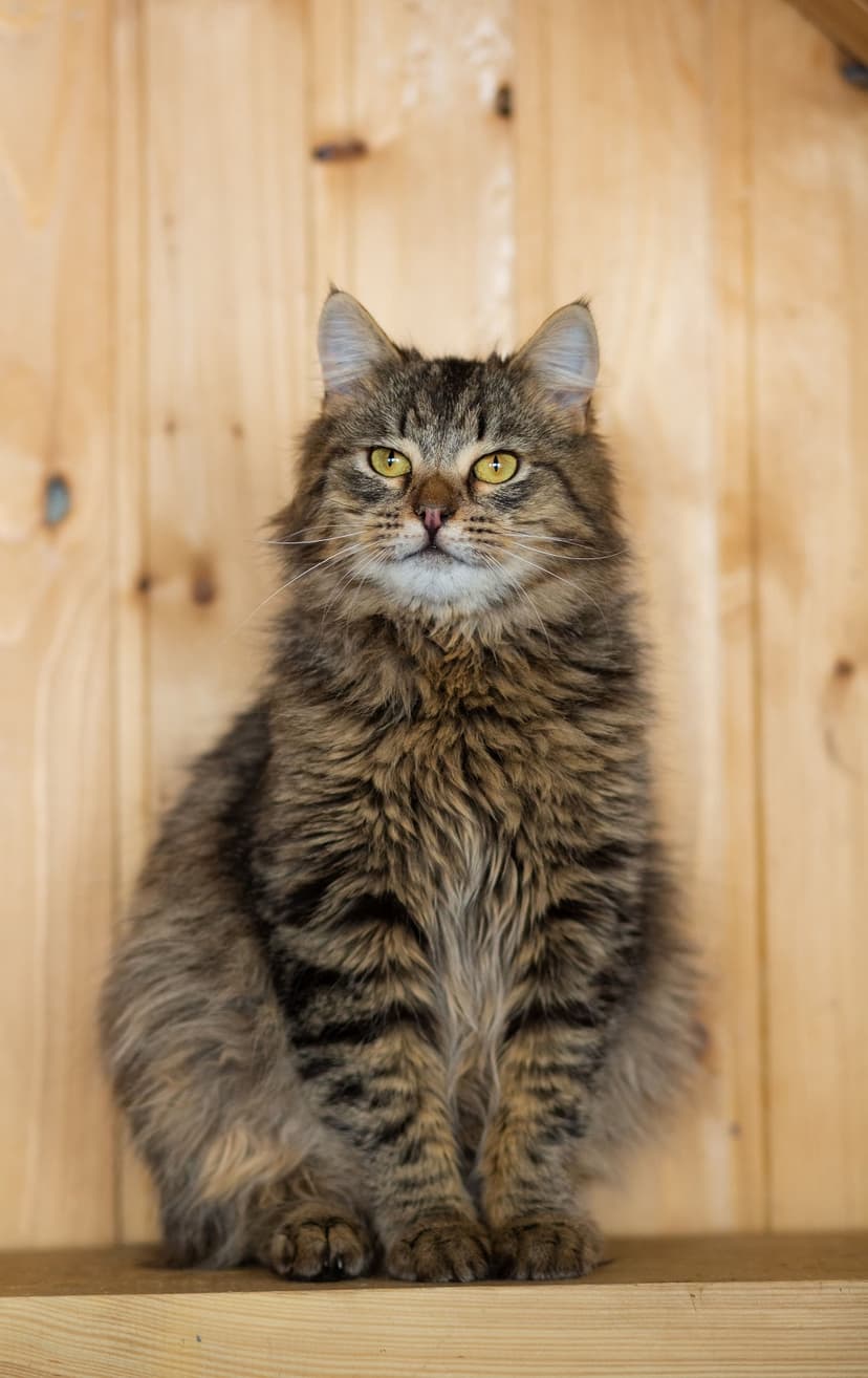 Рик