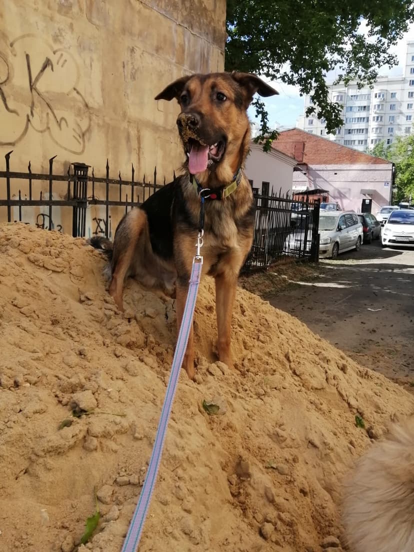 Кеша