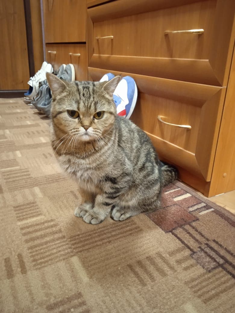Симка