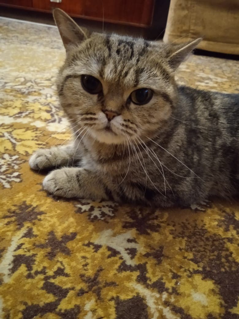 Симка
