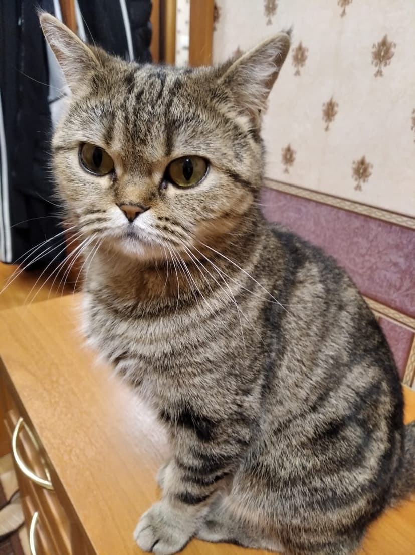 Симка