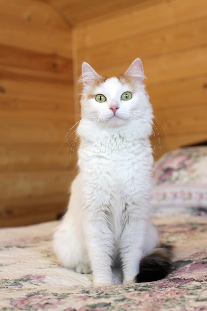 Фанта