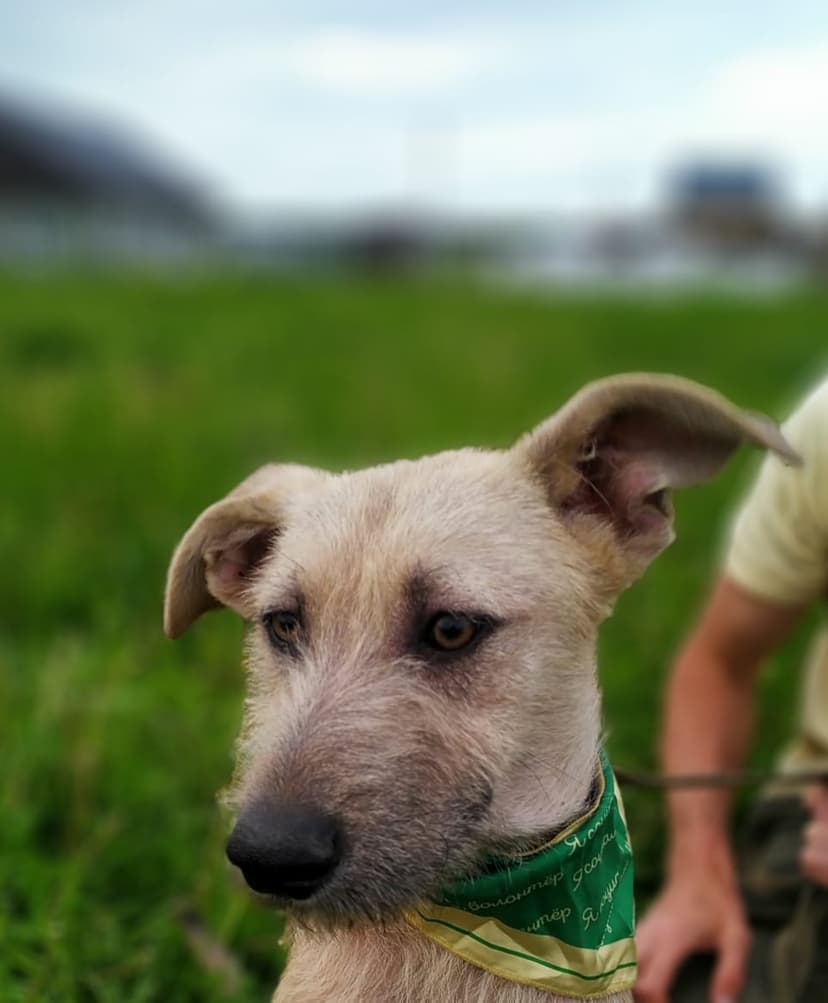 Челик
