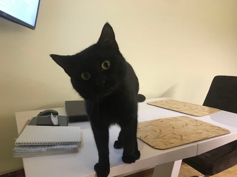 Кот
