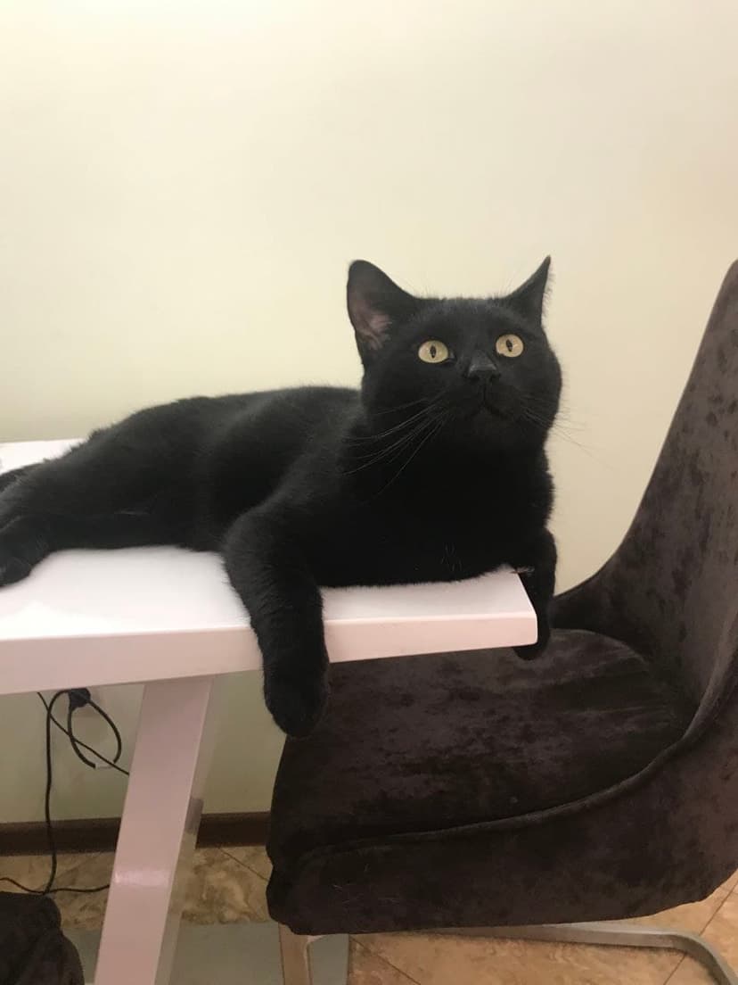 Кот