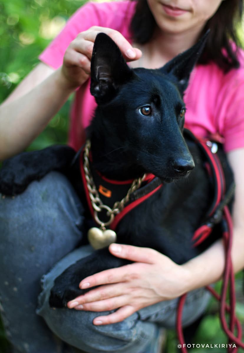 Дана
