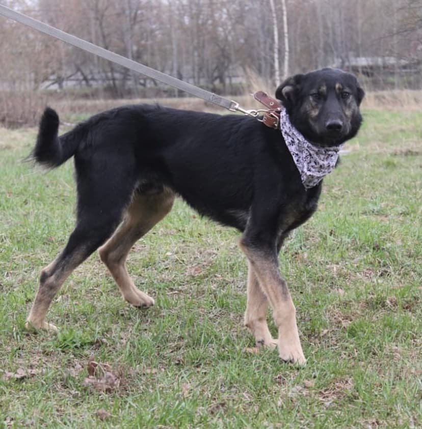 Лютик