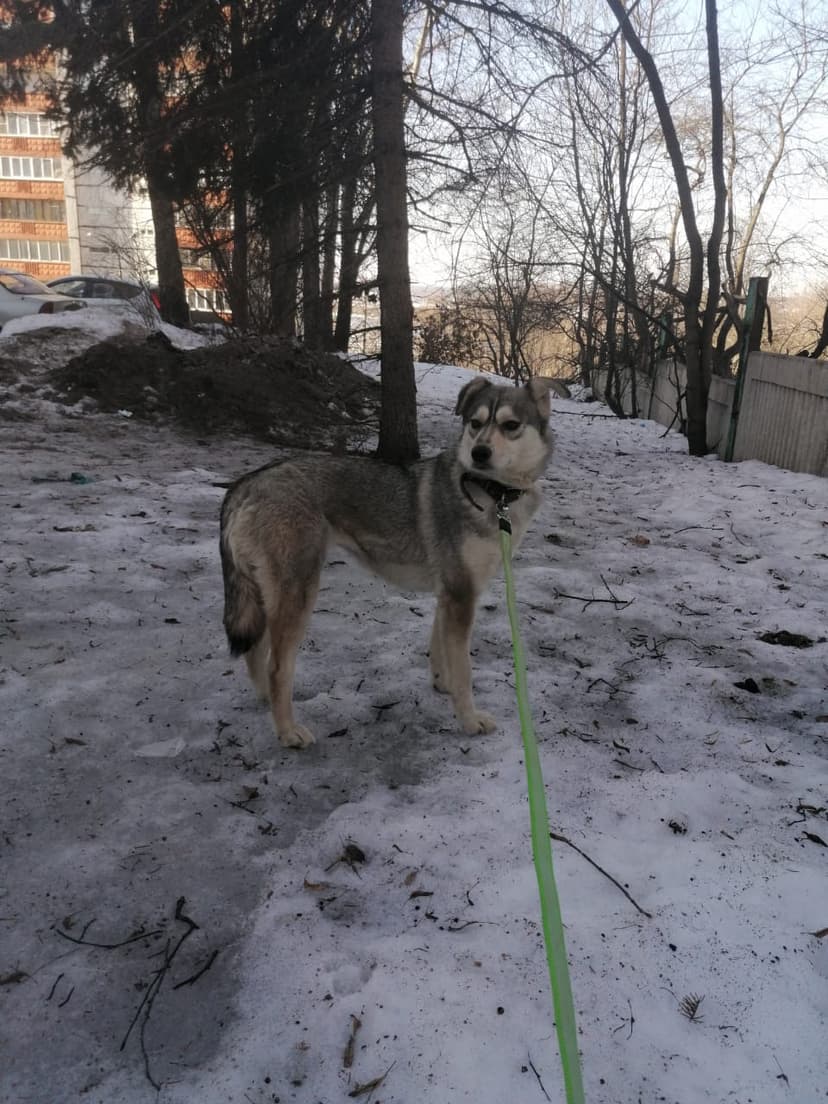Лаячка