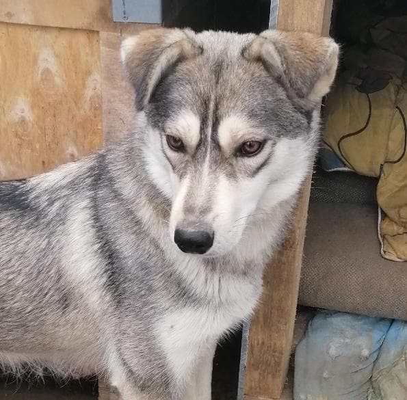 Лаячка
