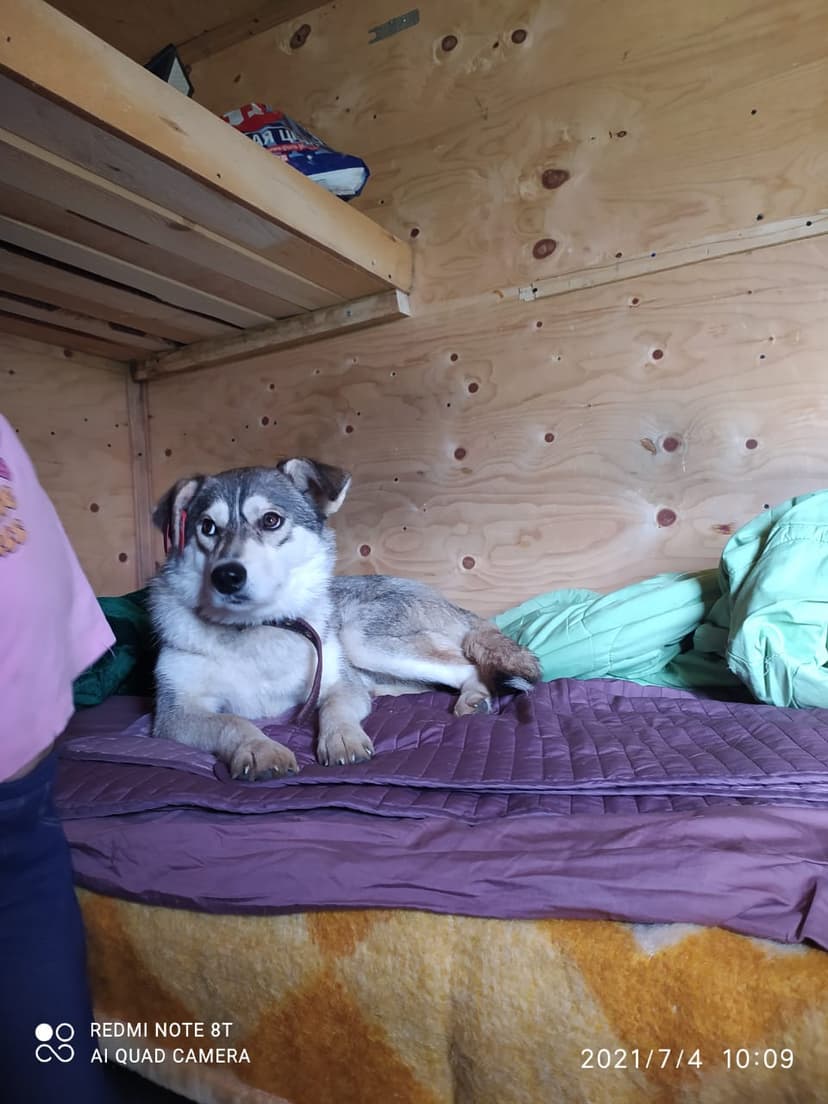 Лаячка