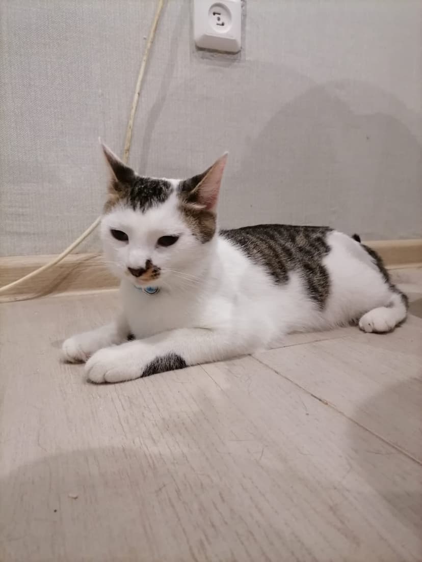 Пятно 