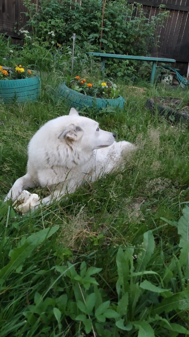 Лада