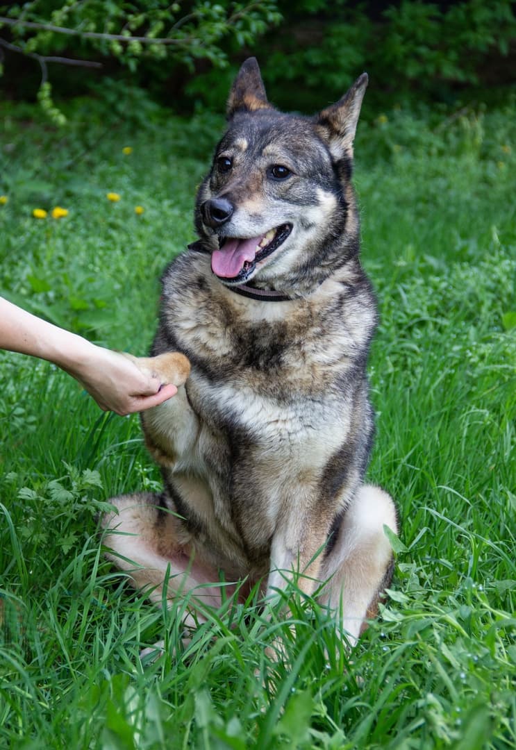Дафна